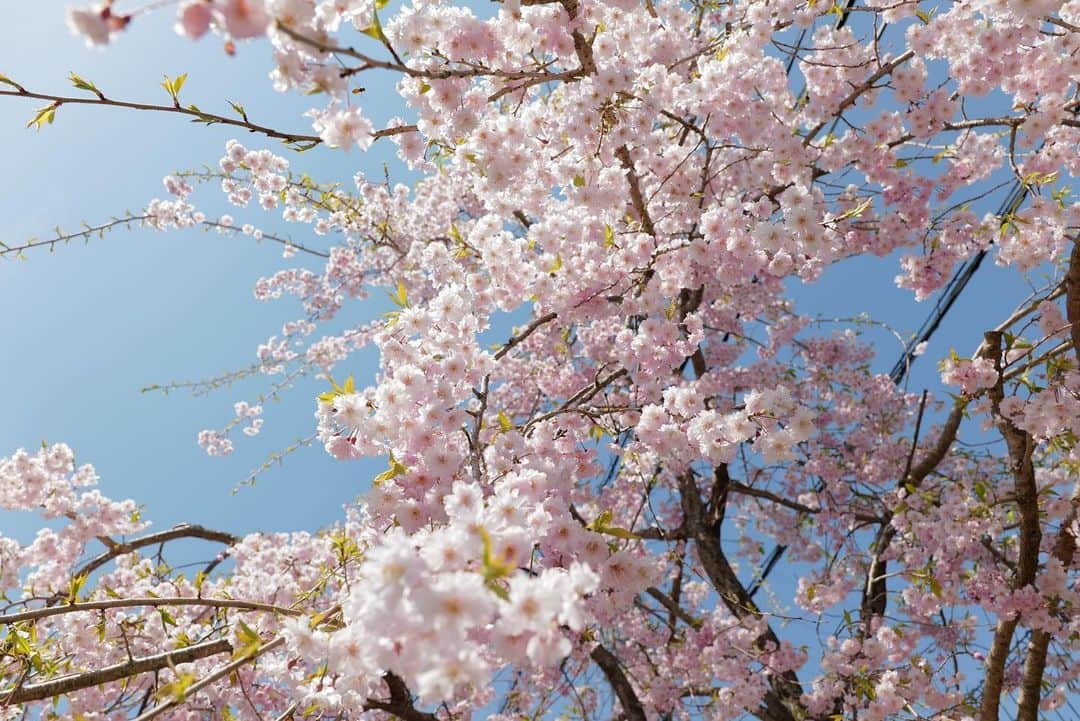 小林愛実さんのインスタグラム写真 - (小林愛実Instagram)「🌸🍃  #2023 #春」4月23日 23時37分 - aimi923