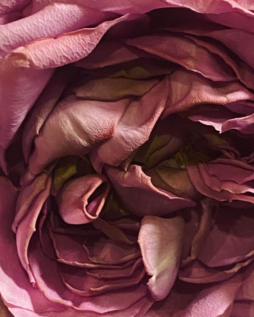 佐藤奈々子さんのインスタグラム写真 - (佐藤奈々子Instagram)「23/4/2023 Night rose」4月23日 23時41分 - nanacosato