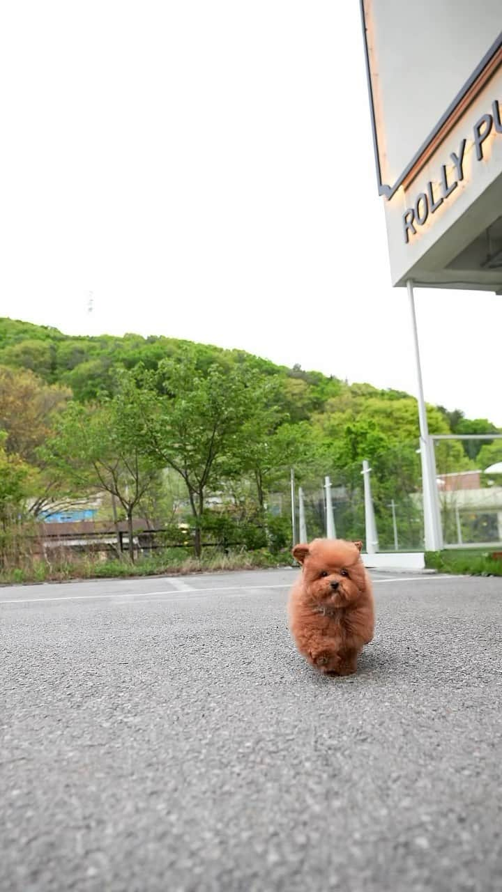 Rolly Pups INCのインスタグラム：「Simon the red male Poodle coming right at 2.6lbs @ 5 months old! Short legs and short back. He is handsom as ever ;)  #poodle #poodles #poodlestagram #redpoodle #instadog #instapuppy」