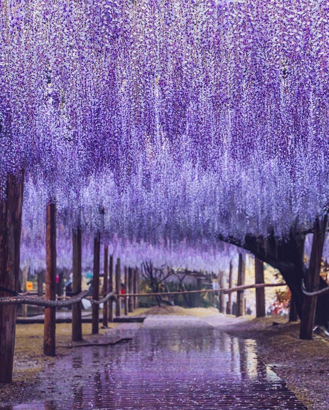 PicLab™ Sayingsさんのインスタグラム写真 - (PicLab™ SayingsInstagram)「If you thought Japan's cherry blossoms were beautiful, you will be in awe of the wisteria tunnels in bloom! 💜 While peak blooming periods can vary depending on the temperature, lucky visitors can sometimes catch Japan's cherry blossoms and wisteria blooms in one trip. How gorgeous is this scenery?!  📷 @hobopeeba」4月24日 0時08分 - paradise