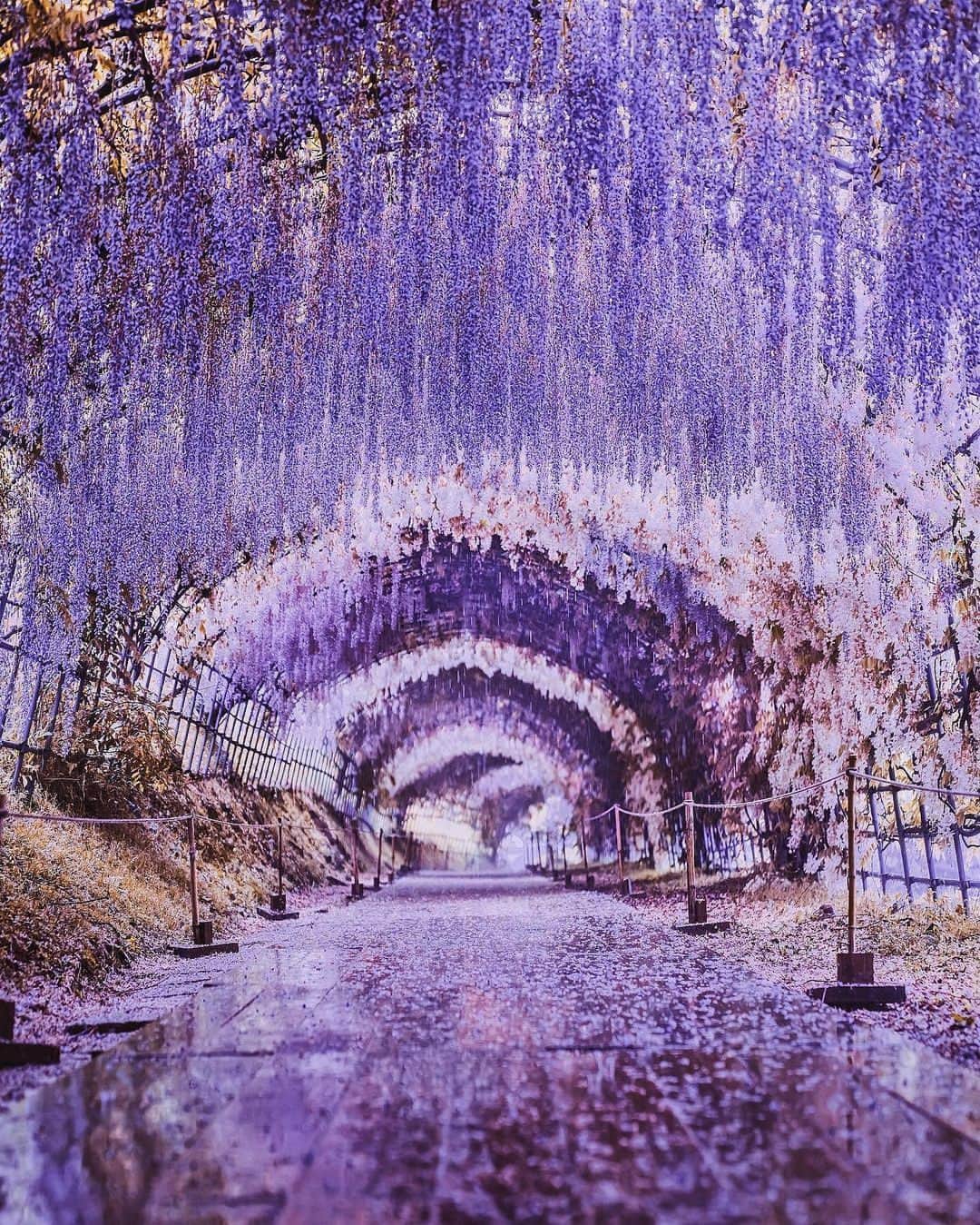 PicLab™ Sayingsさんのインスタグラム写真 - (PicLab™ SayingsInstagram)「If you thought Japan's cherry blossoms were beautiful, you will be in awe of the wisteria tunnels in bloom! 💜 While peak blooming periods can vary depending on the temperature, lucky visitors can sometimes catch Japan's cherry blossoms and wisteria blooms in one trip. How gorgeous is this scenery?!  📷 @hobopeeba」4月24日 0時08分 - paradise