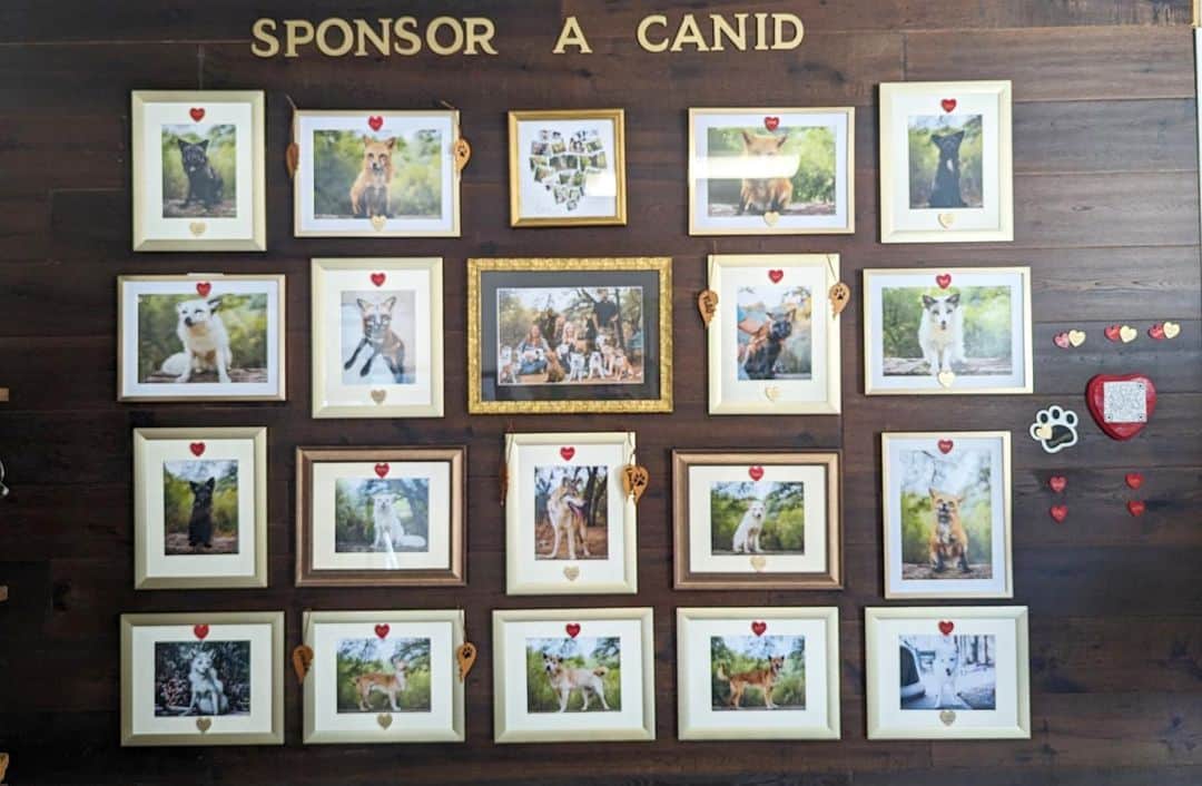 Rylaiのインスタグラム：「Sponsor a Canid Wall is finally finished, well, until we add the new kids!! Our Sponsor a Canid wall allows people to Sponsor one of our canids while visiting the center and easily see who is Sponsored and who is still needing Sponsorship. We also have the dates they are Sponsored. Those with a gold heart are currently Sponsored!  . Some of the canids we are still needing Sponsorship are: Panda, Sasha, Sergei, Ishy, Vinnie, Nicky, Luxx, Willie and Aggie!  . If you have fallen in love with any of them, please consider leaving no canid unsponsored!!  . Some of canids’ Sponsorships are ending in June- Vlad and Freddy . Thank you all for your support of our animals! As we grow, and add more enclosures, we always need good volunteers, help to build enclosures, and support with social media/fundraising/pr. . Photos by @anabeldflux and @coopergrahamphotography  #sponsoracanid #support #jabcecc #foxes」