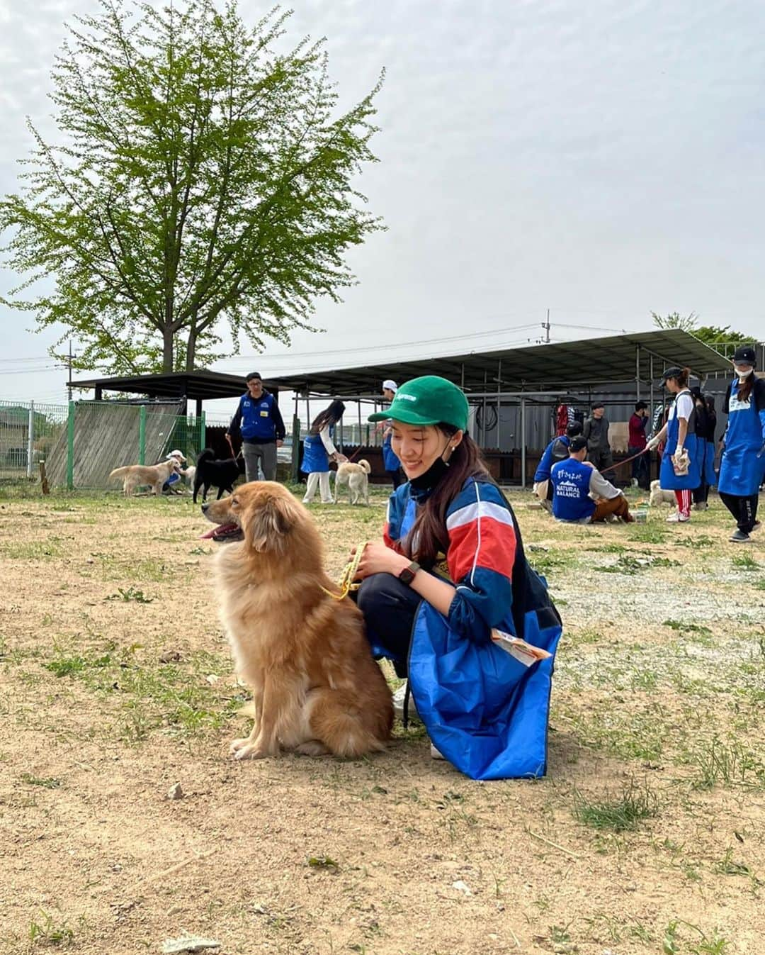 キム・ソラさんのインスタグラム写真 - (キム・ソラInstagram)「• 여기에 사랑스러운 아가들이 있습니다. 가족이 되고싶은 분들은 안성평강공주보호소에 @ansunganimalcare.donation @ansunganimalcare.profile 방문해주세요🤗  #사지말고입양하세요 #네추럴발란스 #블루엔젤봉사단 #안성평강공주보호소」4月24日 0時49分 - sora.o_o