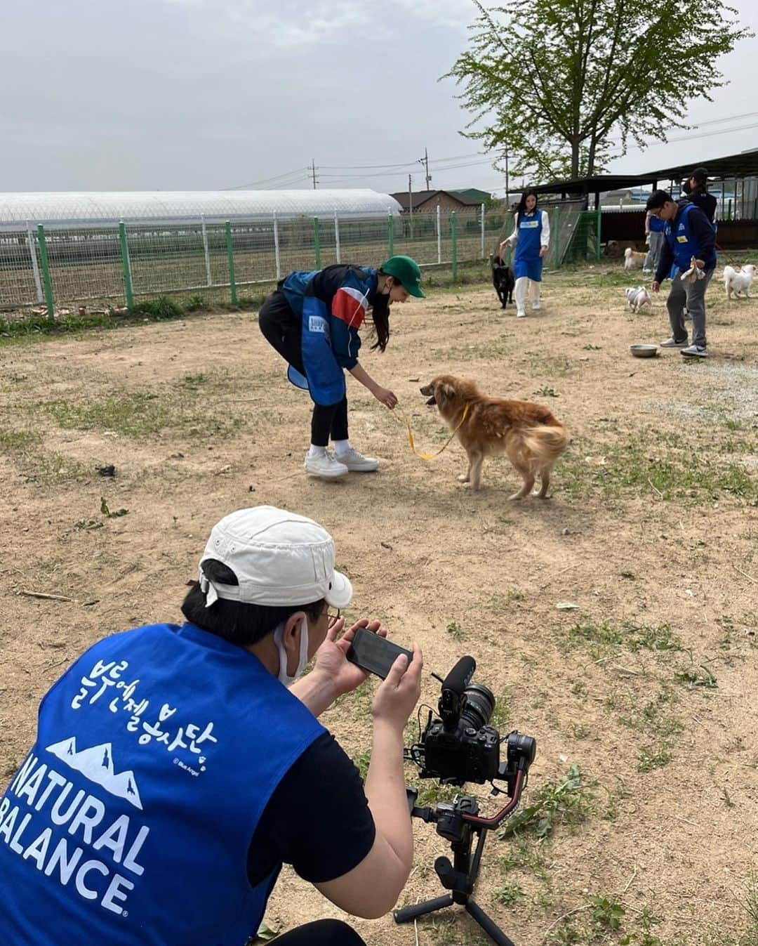 キム・ソラさんのインスタグラム写真 - (キム・ソラInstagram)「• 여기에 사랑스러운 아가들이 있습니다. 가족이 되고싶은 분들은 안성평강공주보호소에 @ansunganimalcare.donation @ansunganimalcare.profile 방문해주세요🤗  #사지말고입양하세요 #네추럴발란스 #블루엔젤봉사단 #안성평강공주보호소」4月24日 0時49分 - sora.o_o