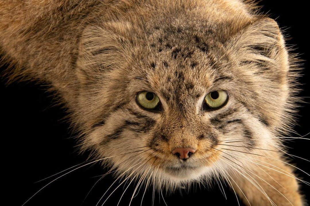 Joel Sartoreさんのインスタグラム写真 - (Joel SartoreInstagram)「You don’t have to look at this photo for long before you realize the Pallas’ cat doesn’t look like an ordinary feline. In fact, this wildcat is known for its unusual look, sporting a flattened and rounded face, stocky build, and excessive fluffiness. This body type, featuring a dense coat, creates the illusion that this cat is much larger than it actually is. In reality, they’re the size of domestic cats, weighing in at about ten pounds. The Pallas’ cat has the longest and thickest fur of any cat species, with its belly and tail fur being nearly twice as long as on their top and sides. It is believed that this helps to keep the cats warm as they hunt on snow throughout their home range in the rocky steppes of central Asia. Photo taken @millerparkzoo.   #Pallascat #cat #feline #animal #mammal #wildlife #InternationalPallasCatDay #PhotoArk @insidenatgeo」4月24日 0時45分 - joelsartore