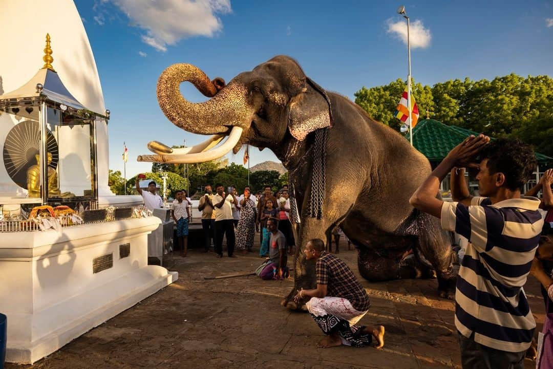 ナショナルジオグラフィックさんのインスタグラム写真 - (ナショナルジオグラフィックInstagram)「Photos by @brentstirton | Asian elephants have been revered for centuries. Mandatory at certain festivals, they are a powerful religious symbol. For thousands of years people have had a relationship with elephants, known for their service in wartime and as beasts of burden.   1. The Esala Perahera, or Festival of the Tooth, in Kandy, Sri Lanka, features about 100 elephants adorned in ceremonial costumes.  2. Two palace elephants touch trunks to comfort and reassure each other during the Dasara festival in Mysuru, India. The noise and crowds at the celebration could be stressful for them.  3. Experienced elephant mahout J.S. Raju guides blind elephant Ekadanta into the water to be bathed. Mahouts have become more highly regarded by researchers as a repository of knowledge about elephant behavior.  4. Significant Sri Lankan elephants are dressed elaborately for the Esala Perahera in Kandy.  5. The elephants used in the Mysuru Dasara are all “capture elephants.” In their normal lives, they're part of a forestry services team that captures wild rogue elephants involved in human-elephant conflict.  6. Huge crowds on the final day of the Mysuru Dasara in the Indian state of Karnataka.  7. An elephant is delivered to a festival in Kerala, India. Festival elephants can find themselves on an exhausting circuit with loud noise, fireworks, and hundreds of thousands of people.  8. A vet checks a male elephant to see if he's in musth before a festival in Kerala. These males are in an agitated, aggressive state and can be dangerous.  9. An elephant at a ceremony inside a temple in Kerala. Temple elephants are an important symbol and draw in followers.  10. Wasana, 53, is a famous and revered temple tusker at the Kataragama complex in Sri Lanka, which houses Buddhist and Hindu temples and a mosque. On auspicious occasions, he will make rounds of all three places with a following of devotees.  Read the full story at the link in bio.」4月24日 1時00分 - natgeo