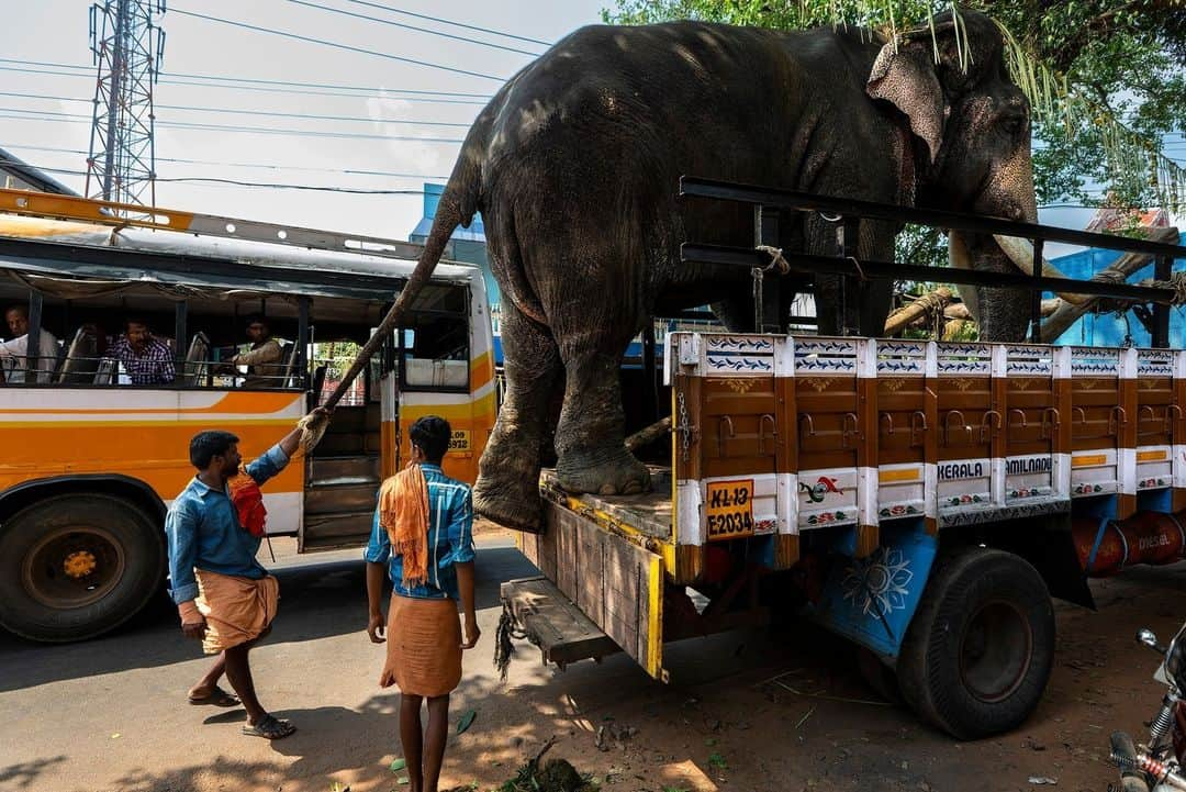 ナショナルジオグラフィックさんのインスタグラム写真 - (ナショナルジオグラフィックInstagram)「Photos by @brentstirton | Asian elephants have been revered for centuries. Mandatory at certain festivals, they are a powerful religious symbol. For thousands of years people have had a relationship with elephants, known for their service in wartime and as beasts of burden.   1. The Esala Perahera, or Festival of the Tooth, in Kandy, Sri Lanka, features about 100 elephants adorned in ceremonial costumes.  2. Two palace elephants touch trunks to comfort and reassure each other during the Dasara festival in Mysuru, India. The noise and crowds at the celebration could be stressful for them.  3. Experienced elephant mahout J.S. Raju guides blind elephant Ekadanta into the water to be bathed. Mahouts have become more highly regarded by researchers as a repository of knowledge about elephant behavior.  4. Significant Sri Lankan elephants are dressed elaborately for the Esala Perahera in Kandy.  5. The elephants used in the Mysuru Dasara are all “capture elephants.” In their normal lives, they're part of a forestry services team that captures wild rogue elephants involved in human-elephant conflict.  6. Huge crowds on the final day of the Mysuru Dasara in the Indian state of Karnataka.  7. An elephant is delivered to a festival in Kerala, India. Festival elephants can find themselves on an exhausting circuit with loud noise, fireworks, and hundreds of thousands of people.  8. A vet checks a male elephant to see if he's in musth before a festival in Kerala. These males are in an agitated, aggressive state and can be dangerous.  9. An elephant at a ceremony inside a temple in Kerala. Temple elephants are an important symbol and draw in followers.  10. Wasana, 53, is a famous and revered temple tusker at the Kataragama complex in Sri Lanka, which houses Buddhist and Hindu temples and a mosque. On auspicious occasions, he will make rounds of all three places with a following of devotees.  Read the full story at the link in bio.」4月24日 1時00分 - natgeo