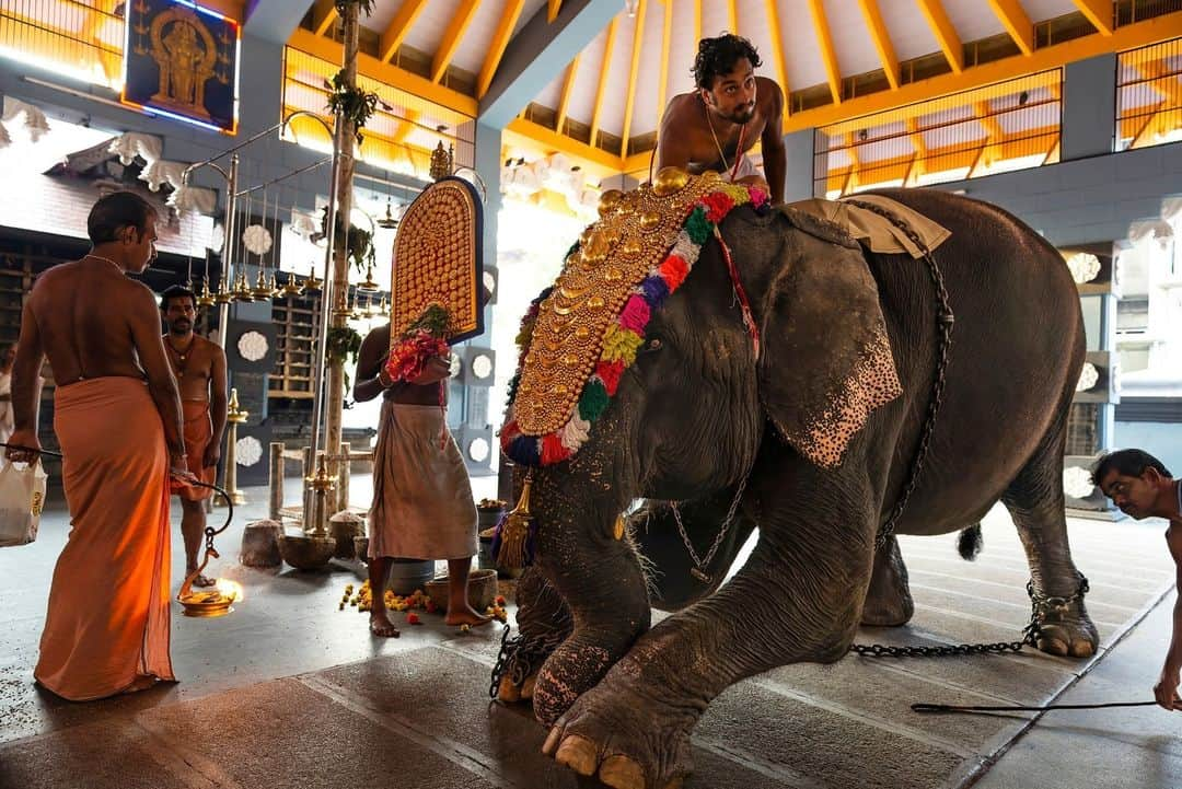 ナショナルジオグラフィックさんのインスタグラム写真 - (ナショナルジオグラフィックInstagram)「Photos by @brentstirton | Asian elephants have been revered for centuries. Mandatory at certain festivals, they are a powerful religious symbol. For thousands of years people have had a relationship with elephants, known for their service in wartime and as beasts of burden.   1. The Esala Perahera, or Festival of the Tooth, in Kandy, Sri Lanka, features about 100 elephants adorned in ceremonial costumes.  2. Two palace elephants touch trunks to comfort and reassure each other during the Dasara festival in Mysuru, India. The noise and crowds at the celebration could be stressful for them.  3. Experienced elephant mahout J.S. Raju guides blind elephant Ekadanta into the water to be bathed. Mahouts have become more highly regarded by researchers as a repository of knowledge about elephant behavior.  4. Significant Sri Lankan elephants are dressed elaborately for the Esala Perahera in Kandy.  5. The elephants used in the Mysuru Dasara are all “capture elephants.” In their normal lives, they're part of a forestry services team that captures wild rogue elephants involved in human-elephant conflict.  6. Huge crowds on the final day of the Mysuru Dasara in the Indian state of Karnataka.  7. An elephant is delivered to a festival in Kerala, India. Festival elephants can find themselves on an exhausting circuit with loud noise, fireworks, and hundreds of thousands of people.  8. A vet checks a male elephant to see if he's in musth before a festival in Kerala. These males are in an agitated, aggressive state and can be dangerous.  9. An elephant at a ceremony inside a temple in Kerala. Temple elephants are an important symbol and draw in followers.  10. Wasana, 53, is a famous and revered temple tusker at the Kataragama complex in Sri Lanka, which houses Buddhist and Hindu temples and a mosque. On auspicious occasions, he will make rounds of all three places with a following of devotees.  Read the full story at the link in bio.」4月24日 1時00分 - natgeo