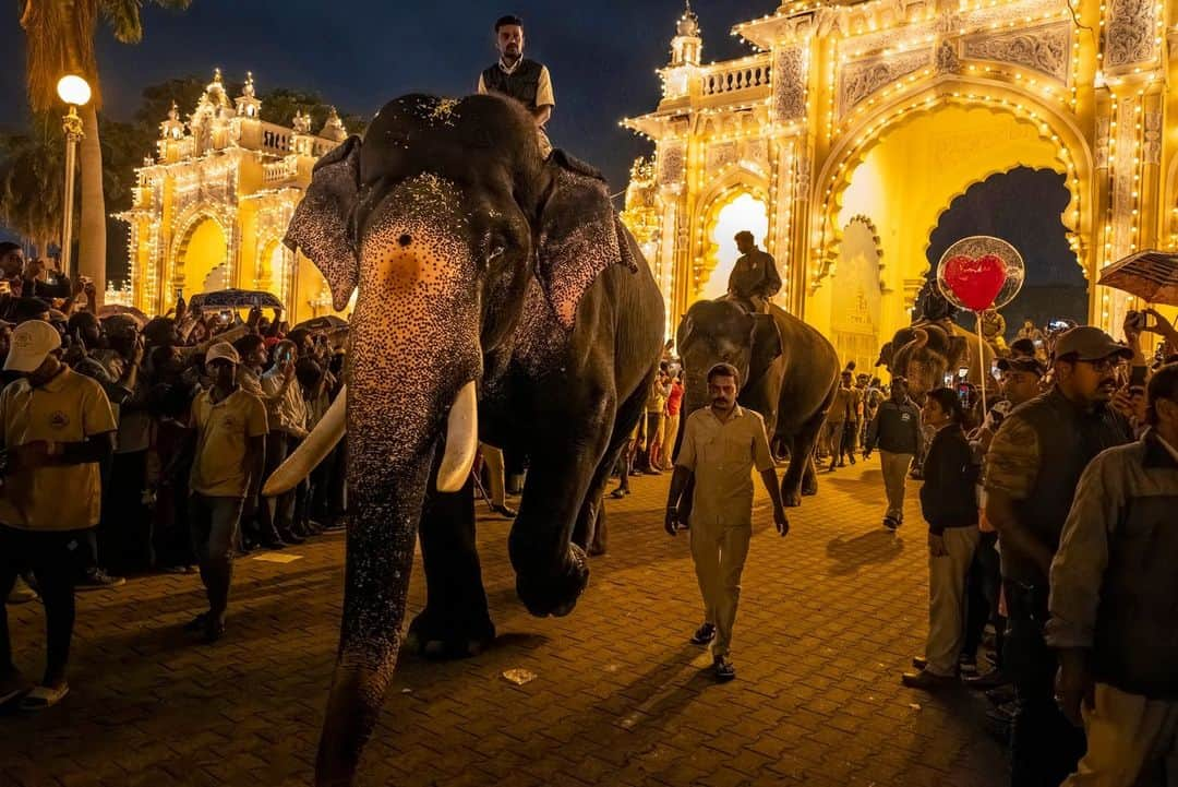 ナショナルジオグラフィックさんのインスタグラム写真 - (ナショナルジオグラフィックInstagram)「Photos by @brentstirton | Asian elephants have been revered for centuries. Mandatory at certain festivals, they are a powerful religious symbol. For thousands of years people have had a relationship with elephants, known for their service in wartime and as beasts of burden.   1. The Esala Perahera, or Festival of the Tooth, in Kandy, Sri Lanka, features about 100 elephants adorned in ceremonial costumes.  2. Two palace elephants touch trunks to comfort and reassure each other during the Dasara festival in Mysuru, India. The noise and crowds at the celebration could be stressful for them.  3. Experienced elephant mahout J.S. Raju guides blind elephant Ekadanta into the water to be bathed. Mahouts have become more highly regarded by researchers as a repository of knowledge about elephant behavior.  4. Significant Sri Lankan elephants are dressed elaborately for the Esala Perahera in Kandy.  5. The elephants used in the Mysuru Dasara are all “capture elephants.” In their normal lives, they're part of a forestry services team that captures wild rogue elephants involved in human-elephant conflict.  6. Huge crowds on the final day of the Mysuru Dasara in the Indian state of Karnataka.  7. An elephant is delivered to a festival in Kerala, India. Festival elephants can find themselves on an exhausting circuit with loud noise, fireworks, and hundreds of thousands of people.  8. A vet checks a male elephant to see if he's in musth before a festival in Kerala. These males are in an agitated, aggressive state and can be dangerous.  9. An elephant at a ceremony inside a temple in Kerala. Temple elephants are an important symbol and draw in followers.  10. Wasana, 53, is a famous and revered temple tusker at the Kataragama complex in Sri Lanka, which houses Buddhist and Hindu temples and a mosque. On auspicious occasions, he will make rounds of all three places with a following of devotees.  Read the full story at the link in bio.」4月24日 1時00分 - natgeo