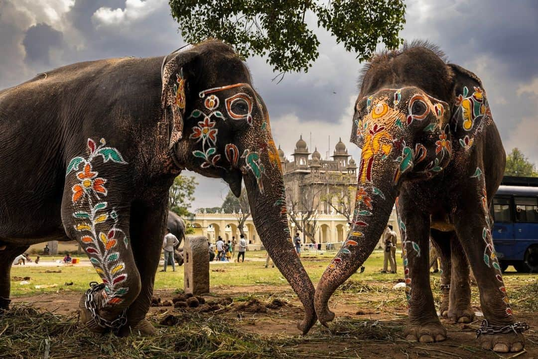 ナショナルジオグラフィックさんのインスタグラム写真 - (ナショナルジオグラフィックInstagram)「Photos by @brentstirton | Asian elephants have been revered for centuries. Mandatory at certain festivals, they are a powerful religious symbol. For thousands of years people have had a relationship with elephants, known for their service in wartime and as beasts of burden.   1. The Esala Perahera, or Festival of the Tooth, in Kandy, Sri Lanka, features about 100 elephants adorned in ceremonial costumes.  2. Two palace elephants touch trunks to comfort and reassure each other during the Dasara festival in Mysuru, India. The noise and crowds at the celebration could be stressful for them.  3. Experienced elephant mahout J.S. Raju guides blind elephant Ekadanta into the water to be bathed. Mahouts have become more highly regarded by researchers as a repository of knowledge about elephant behavior.  4. Significant Sri Lankan elephants are dressed elaborately for the Esala Perahera in Kandy.  5. The elephants used in the Mysuru Dasara are all “capture elephants.” In their normal lives, they're part of a forestry services team that captures wild rogue elephants involved in human-elephant conflict.  6. Huge crowds on the final day of the Mysuru Dasara in the Indian state of Karnataka.  7. An elephant is delivered to a festival in Kerala, India. Festival elephants can find themselves on an exhausting circuit with loud noise, fireworks, and hundreds of thousands of people.  8. A vet checks a male elephant to see if he's in musth before a festival in Kerala. These males are in an agitated, aggressive state and can be dangerous.  9. An elephant at a ceremony inside a temple in Kerala. Temple elephants are an important symbol and draw in followers.  10. Wasana, 53, is a famous and revered temple tusker at the Kataragama complex in Sri Lanka, which houses Buddhist and Hindu temples and a mosque. On auspicious occasions, he will make rounds of all three places with a following of devotees.  Read the full story at the link in bio.」4月24日 1時00分 - natgeo