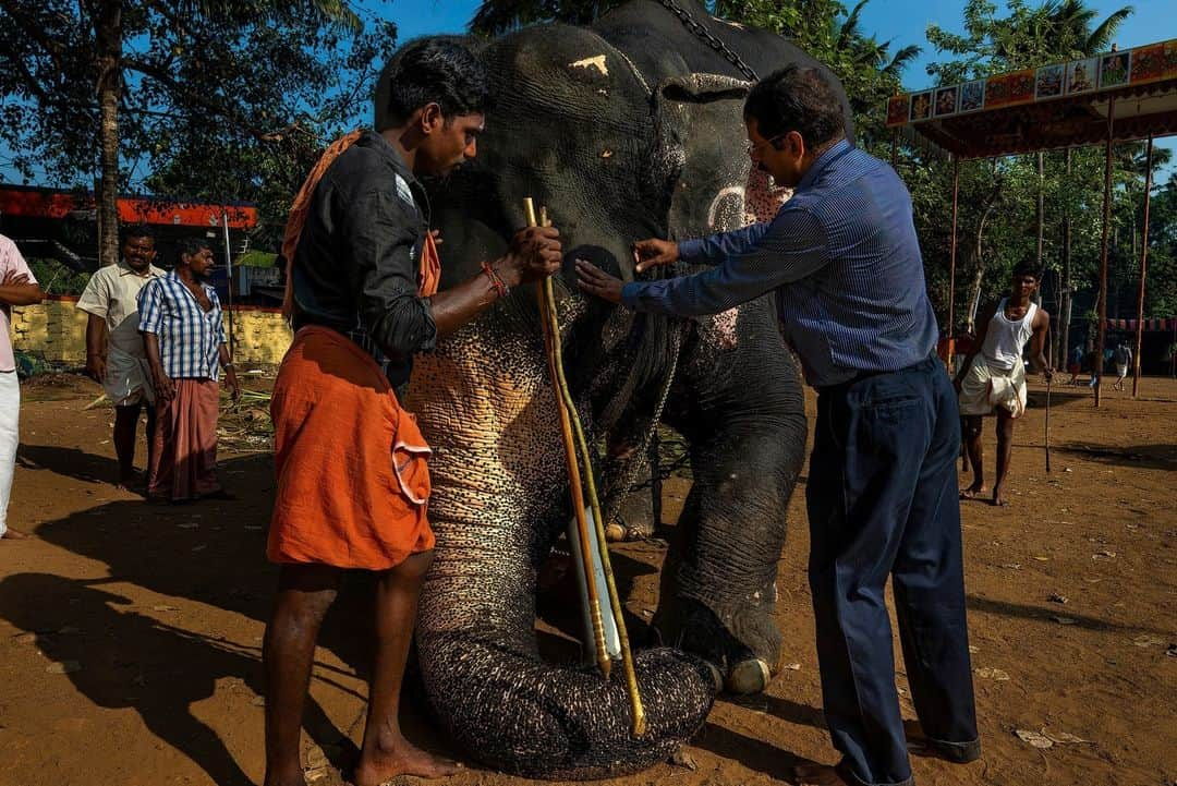 ナショナルジオグラフィックさんのインスタグラム写真 - (ナショナルジオグラフィックInstagram)「Photos by @brentstirton | Asian elephants have been revered for centuries. Mandatory at certain festivals, they are a powerful religious symbol. For thousands of years people have had a relationship with elephants, known for their service in wartime and as beasts of burden.   1. The Esala Perahera, or Festival of the Tooth, in Kandy, Sri Lanka, features about 100 elephants adorned in ceremonial costumes.  2. Two palace elephants touch trunks to comfort and reassure each other during the Dasara festival in Mysuru, India. The noise and crowds at the celebration could be stressful for them.  3. Experienced elephant mahout J.S. Raju guides blind elephant Ekadanta into the water to be bathed. Mahouts have become more highly regarded by researchers as a repository of knowledge about elephant behavior.  4. Significant Sri Lankan elephants are dressed elaborately for the Esala Perahera in Kandy.  5. The elephants used in the Mysuru Dasara are all “capture elephants.” In their normal lives, they're part of a forestry services team that captures wild rogue elephants involved in human-elephant conflict.  6. Huge crowds on the final day of the Mysuru Dasara in the Indian state of Karnataka.  7. An elephant is delivered to a festival in Kerala, India. Festival elephants can find themselves on an exhausting circuit with loud noise, fireworks, and hundreds of thousands of people.  8. A vet checks a male elephant to see if he's in musth before a festival in Kerala. These males are in an agitated, aggressive state and can be dangerous.  9. An elephant at a ceremony inside a temple in Kerala. Temple elephants are an important symbol and draw in followers.  10. Wasana, 53, is a famous and revered temple tusker at the Kataragama complex in Sri Lanka, which houses Buddhist and Hindu temples and a mosque. On auspicious occasions, he will make rounds of all three places with a following of devotees.  Read the full story at the link in bio.」4月24日 1時00分 - natgeo