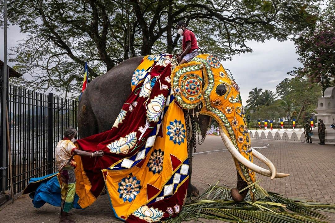 ナショナルジオグラフィックさんのインスタグラム写真 - (ナショナルジオグラフィックInstagram)「Photos by @brentstirton | Asian elephants have been revered for centuries. Mandatory at certain festivals, they are a powerful religious symbol. For thousands of years people have had a relationship with elephants, known for their service in wartime and as beasts of burden.   1. The Esala Perahera, or Festival of the Tooth, in Kandy, Sri Lanka, features about 100 elephants adorned in ceremonial costumes.  2. Two palace elephants touch trunks to comfort and reassure each other during the Dasara festival in Mysuru, India. The noise and crowds at the celebration could be stressful for them.  3. Experienced elephant mahout J.S. Raju guides blind elephant Ekadanta into the water to be bathed. Mahouts have become more highly regarded by researchers as a repository of knowledge about elephant behavior.  4. Significant Sri Lankan elephants are dressed elaborately for the Esala Perahera in Kandy.  5. The elephants used in the Mysuru Dasara are all “capture elephants.” In their normal lives, they're part of a forestry services team that captures wild rogue elephants involved in human-elephant conflict.  6. Huge crowds on the final day of the Mysuru Dasara in the Indian state of Karnataka.  7. An elephant is delivered to a festival in Kerala, India. Festival elephants can find themselves on an exhausting circuit with loud noise, fireworks, and hundreds of thousands of people.  8. A vet checks a male elephant to see if he's in musth before a festival in Kerala. These males are in an agitated, aggressive state and can be dangerous.  9. An elephant at a ceremony inside a temple in Kerala. Temple elephants are an important symbol and draw in followers.  10. Wasana, 53, is a famous and revered temple tusker at the Kataragama complex in Sri Lanka, which houses Buddhist and Hindu temples and a mosque. On auspicious occasions, he will make rounds of all three places with a following of devotees.  Read the full story at the link in bio.」4月24日 1時00分 - natgeo