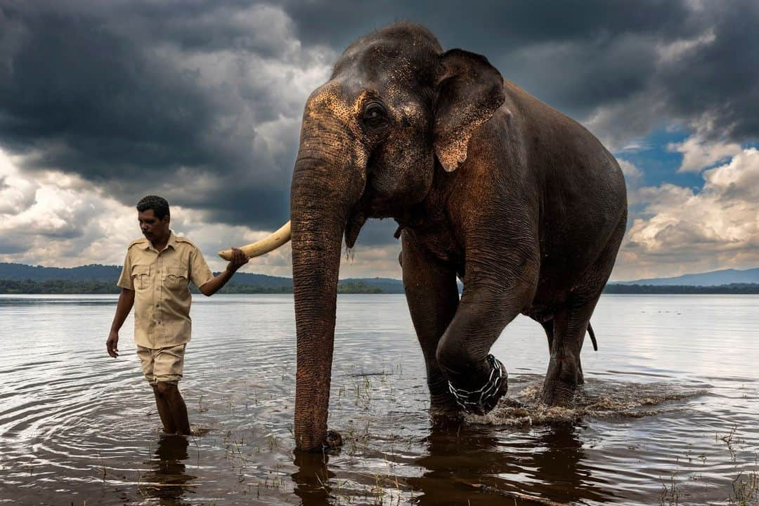 ナショナルジオグラフィックさんのインスタグラム写真 - (ナショナルジオグラフィックInstagram)「Photos by @brentstirton | Asian elephants have been revered for centuries. Mandatory at certain festivals, they are a powerful religious symbol. For thousands of years people have had a relationship with elephants, known for their service in wartime and as beasts of burden.   1. The Esala Perahera, or Festival of the Tooth, in Kandy, Sri Lanka, features about 100 elephants adorned in ceremonial costumes.  2. Two palace elephants touch trunks to comfort and reassure each other during the Dasara festival in Mysuru, India. The noise and crowds at the celebration could be stressful for them.  3. Experienced elephant mahout J.S. Raju guides blind elephant Ekadanta into the water to be bathed. Mahouts have become more highly regarded by researchers as a repository of knowledge about elephant behavior.  4. Significant Sri Lankan elephants are dressed elaborately for the Esala Perahera in Kandy.  5. The elephants used in the Mysuru Dasara are all “capture elephants.” In their normal lives, they're part of a forestry services team that captures wild rogue elephants involved in human-elephant conflict.  6. Huge crowds on the final day of the Mysuru Dasara in the Indian state of Karnataka.  7. An elephant is delivered to a festival in Kerala, India. Festival elephants can find themselves on an exhausting circuit with loud noise, fireworks, and hundreds of thousands of people.  8. A vet checks a male elephant to see if he's in musth before a festival in Kerala. These males are in an agitated, aggressive state and can be dangerous.  9. An elephant at a ceremony inside a temple in Kerala. Temple elephants are an important symbol and draw in followers.  10. Wasana, 53, is a famous and revered temple tusker at the Kataragama complex in Sri Lanka, which houses Buddhist and Hindu temples and a mosque. On auspicious occasions, he will make rounds of all three places with a following of devotees.  Read the full story at the link in bio.」4月24日 1時00分 - natgeo