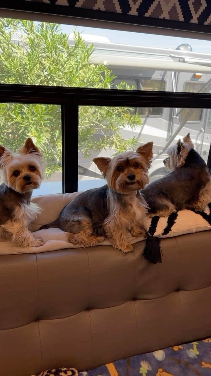 のインスタグラム：「Allie, Sammy & Max 💭 We are happy little campers! 🤗♥️🥰😆 #LookingOutTheWindow #FavoritePastime #HappyLittleCamper #JaycoRV #RVDogs #RVDogsOfInstagram #WeLoveCamping #HomeAwayFromHome #OurNest #HappyCamping」