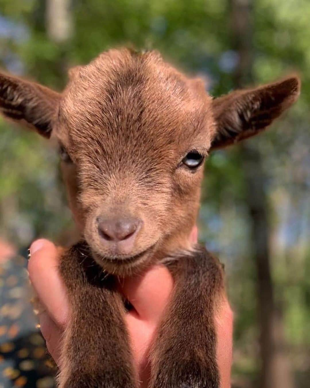 animalsさんのインスタグラム写真 - (animalsInstagram)「The cutest little baby goat 🤎 Courtesy of: @chevre_toy_miniature」4月24日 1時19分 - babyanmlpics