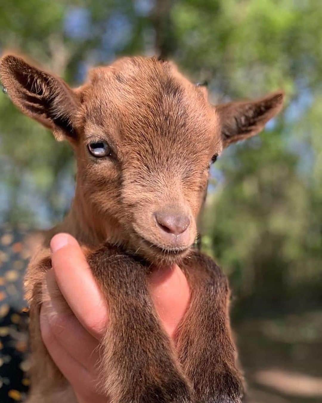 animalsさんのインスタグラム写真 - (animalsInstagram)「The cutest little baby goat 🤎 Courtesy of: @chevre_toy_miniature」4月24日 1時19分 - babyanmlpics