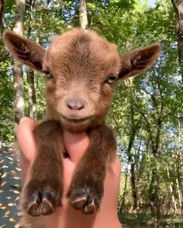 animalsのインスタグラム：「The cutest little baby goat 🤎 Courtesy of: @chevre_toy_miniature」