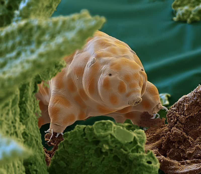 thephotosocietyさんのインスタグラム写真 - (thephotosocietyInstagram)「Photo by @eyeofscience // Feature about Forest Soil for @natgeo: Scanning electron micrograph of a waterbear or tardigrade. This species Ramazzottius kretschmanni is newly discovered and was first described in 2022. It was found in the Black Forest National Park, Germany. This waterbear is about 0,25mm in lenght and feeds on algues and moss. It was found in moss on dead tree trunks and is able to withstand long phases of drought. Scanning electron microscope, magnification 1000:1 (when 15cm wide)  #soil #waterbear #tardigrade #sem #electronmicroscope #microphoto #wood #forest Follow us @eyeofscience for more images and stories.」4月24日 1時47分 - thephotosociety