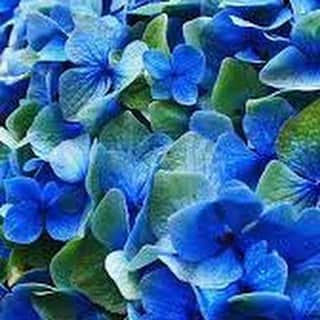 のインスタグラム：「Nature」