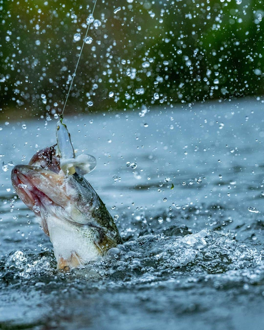 シマノ｜Fishingのインスタグラム：「Tailwalking leads to total boat stoke.  #FishShimano #BassFishing #BassNation #Shimano #LargemouthBass #CatchAndRelease」