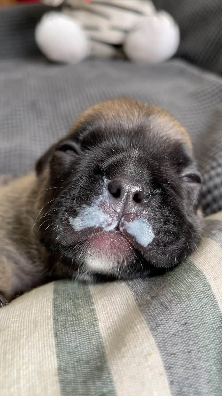 Regeneratti&Oliveira Kennelのインスタグラム：「Drank too much milk, now I mustache you to let me nap! 🥛🐶💤」