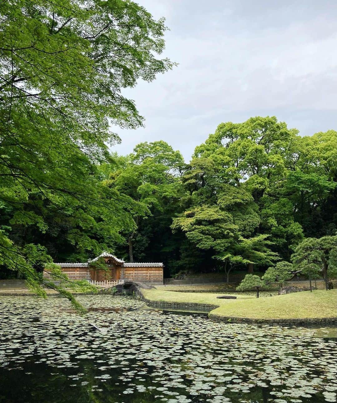 野村真季のインスタグラム：「休みの月曜日、今日は朝から小石川後楽園へ  国や都の文化財に指定され、水戸黄門ゆかりの名園として名高い庭園。 藤のこの季節に訪れたのは初めてか。 肝心の藤は盛りを過ぎて色褪せ気味だったけれど、庭園の整然とした品格ある雰囲気に圧倒される。 美しさの中に身を置く喜びに包まれて、感受性が潤いを得る。  1枚目…「唐門」前の蓮が生い茂る内庭 2・3枚目…花をつける前の菖蒲田越しの藤棚 4枚目とばして、 5枚目…「円月橋」 6枚目…鴨たちのお散歩。園内では鴨ちたも優雅にお散歩している。人慣れしているのか、人がいても怖がることなくマイペース。てくてくとした歩みが可愛さ増し増し。 7枚目…庭園の中心「大泉水」。右奥には蓬莱島。水面には逆さ富士ならぬ逆さビル。都心である現実が映り込む。  写真にはないけれど、 すぐ隣には東京ドームがあり、木々の奥に白くて丸い屋根がのぞく。  たっぷり2周歩いて、駅前のコーヒーチェーン店へ。 飯田橋・水道橋近辺なら雰囲気あるお店も多かろうと思いながらも、私自身、こういうチェーン店の空間の匿名性というのか、主張のない内装、画一的な接客、客同士の無関心さ、これらがむしろ居心地良く、今も買ったばかりの折りたたみキーボードでかちゃかちゃと思いつくままに書いている。  心動かしたあとに、心動かさない、という振り子のようにバランスを無意識に取っているのも、なんか自分らしいのだ。 （気分が乗ればすぐ近くのスパに行けたのに） 刺激が過度にならないようにONになったらOFFにする。かといってOFFが長いと苦しくなってしまうから、思いついたように動き出しON、そんな行ったり来たり。  こういう「なんとはなし」の時間を過ごすことで、整ってくるのも経験則。 さて、1日の後半戦に向かって帰るとしますか。  #小石川後楽園」