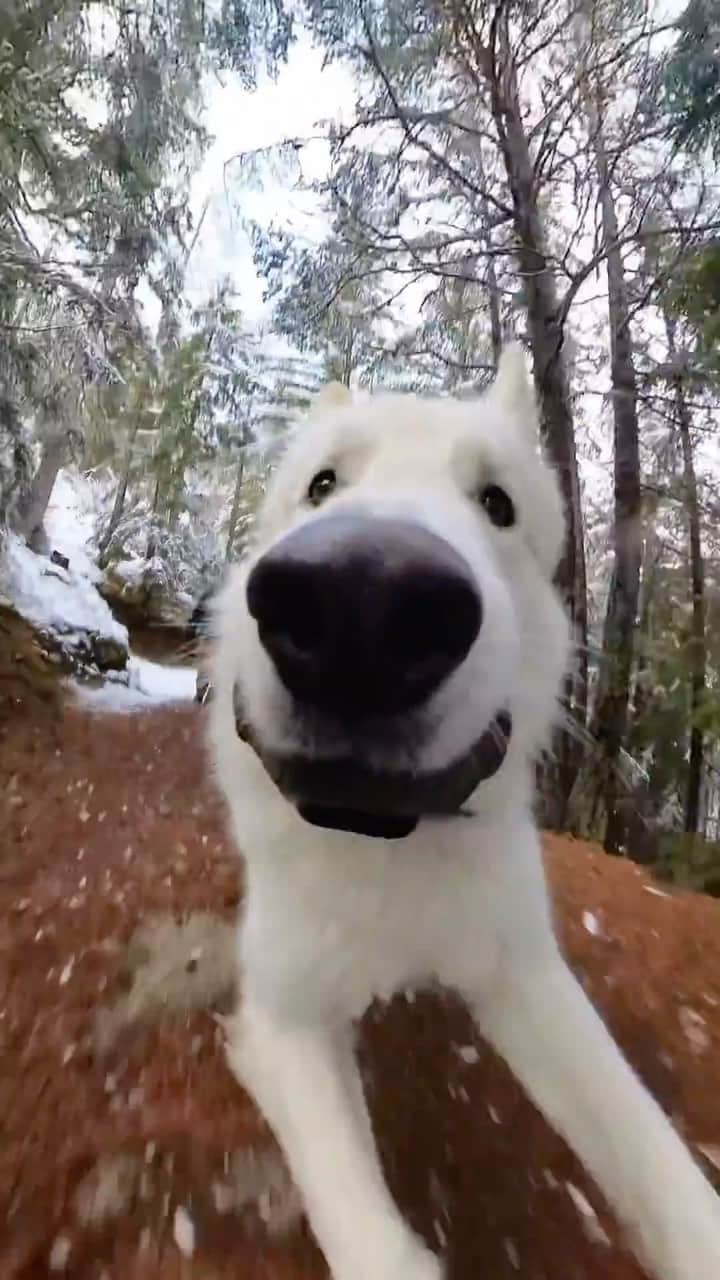 animalsのインスタグラム：「Just havin' a good time 😎🐾 Video by: @odinswissshepherd  . @insta360 #Insta360DogMode #insta360X3 #switzerland」