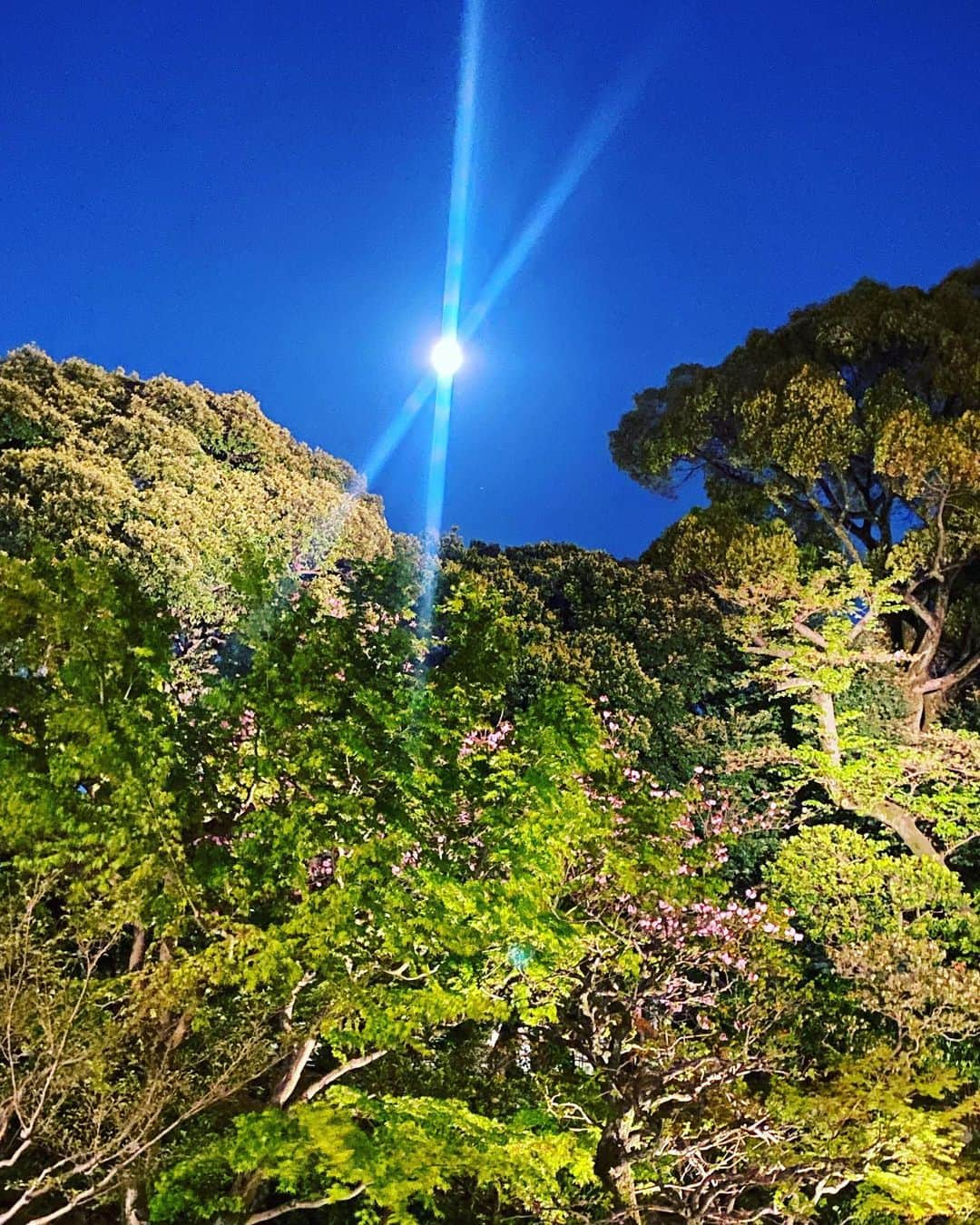 辻愛沙子さんのインスタグラム写真 - (辻愛沙子Instagram)「日常🌷🍃」4月24日 12時39分 - ai1124arca