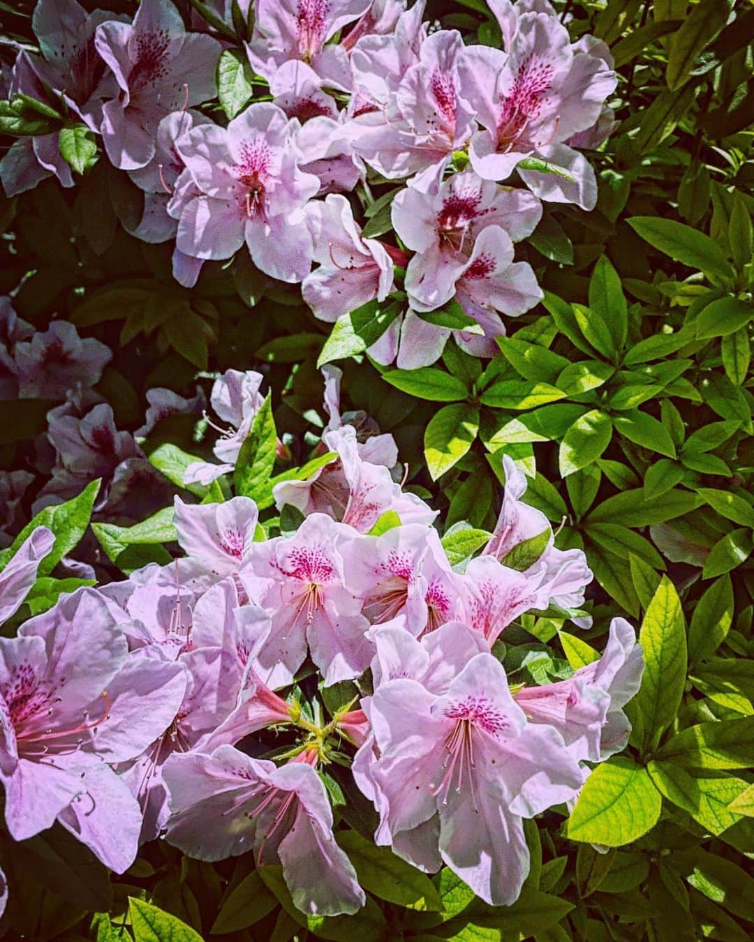 辻愛沙子さんのインスタグラム写真 - (辻愛沙子Instagram)「日常🌷🍃」4月24日 12時39分 - ai1124arca