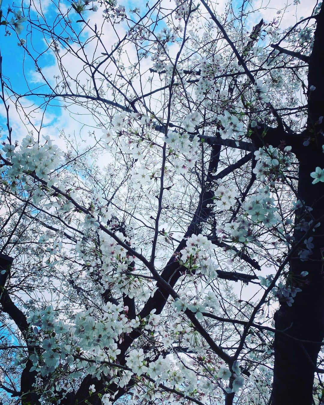 辻愛沙子のインスタグラム：「日常🌷🍃」