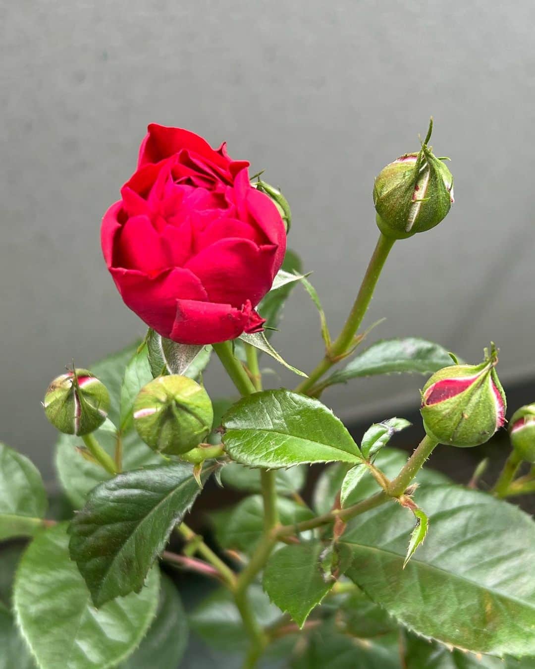 本間昭光のインスタグラム：「あと少し #ディープボルドー🌹」