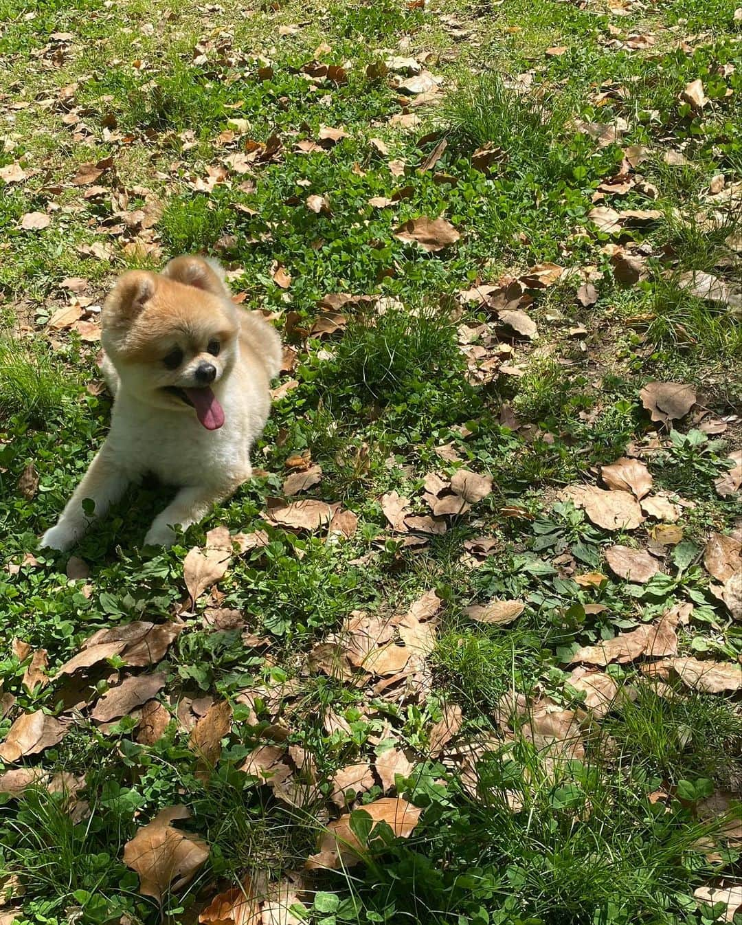 北川まみさんのインスタグラム写真 - (北川まみInstagram)「お天気の良い日☀️ 暑くなってくる前にみんなでピクニックに行きました💕 新緑がすごくキレイで、木陰は涼しくて気持ちよかったー✨ 👶にも🐶にも、それぞれお弁当つくって😍 最近👶は３回食となり、手掴み食べの練習中👏サンドイッチも少しずつ上手に食べられるようになってきました☺️ 自分で食べたい！という気持ちが出てきてて感動する😭👏 もう家中よちよち歩いて回るし、そろそろファーストシューズを買わなければ…👟一緒にお散歩出来る日がめちゃくちゃ楽しみ🥺 最近特にママ、ママとくっついて甘えてくれるので、ほとんど抱きしめ合いながら過ごしています🤣  来月には初節句🎏、翌月にはもう一歳のお誕生日😳子供の成長って早すぎる！ 寂しい気もするけど、もうすぐ一緒にキャンプしたり、旅行行ったり、おいしいものを一緒に食べたり…出来ることが増えてくると思うと楽しみすぎてニヤけます🤤 せめてこの子が物心つく前に、体型を戻したい…😇笑  #赤ちゃんと犬 #生後10ヶ月 #0歳児育児 #男の子ママ #ピクニックランチ」4月24日 13時09分 - mk0323