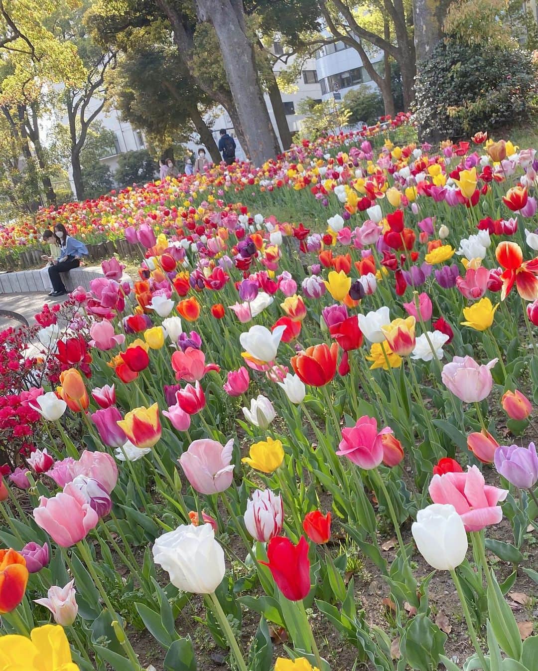 若林愛さんのインスタグラム写真 - (若林愛Instagram)「横浜公園のチューリップもとっても綺麗でした🌷 この季節は毎年楽しみなガーデンネックレス横浜開催中♪ 5/3からはローズウィークも始まる✨楽しみだー🌷🌹 近所の公園で仲良くなった初ママ友と娘たちで行ってきました😍 明るくて気さくで可愛いとっても素敵な親子🥺✨✨ 娘よ、私にも嬉しい出会いをありがとう🥰 . #横浜公園 #横浜公園チューリップ #myガーデンネックレス横浜 #チューリップ #ママ友」4月24日 13時24分 - megumi.cl