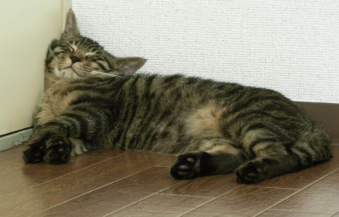 Musashiのインスタグラム：「2008年6月のちびムサシ。部屋の隅でお昼寝。naptime. #mck延長戦 #musashi_the_cat #musashi #mck #cat #キジトラ #ムサシさん」