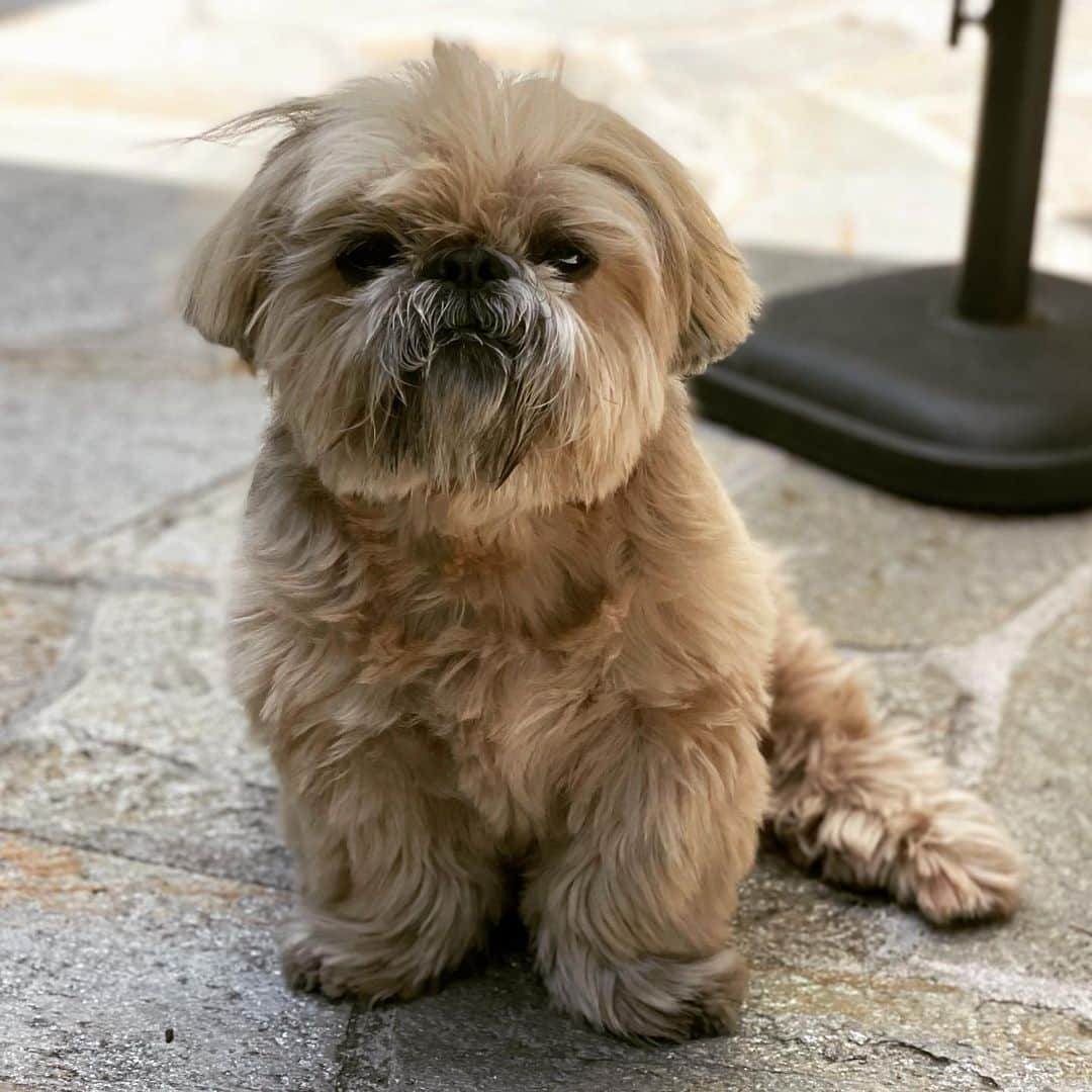 Dougie the Shih Tzuのインスタグラム：「Hair out of place.」