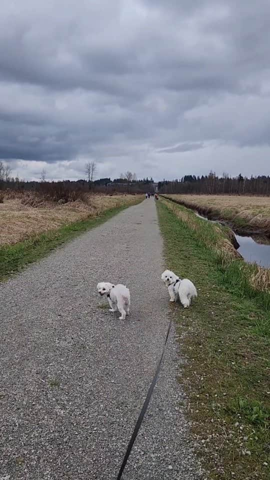 Toby LittleDudeのインスタグラム：「When the humans call your name for no reason 🙄  #theothemaltese #maltese #puppy #dogsofinstagram #maltipoo #dogwalk #poodle #whatdoyouwant #dogs」