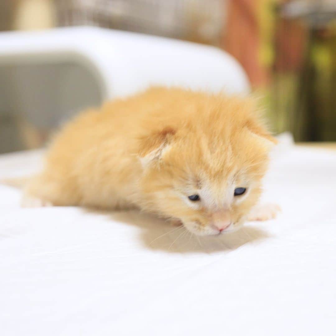 Miaouのインスタグラム：「ミルクを飲まなくて深夜の１時に脱水症状が確認さられ1時間置きにカテーテル給餌と1時間ティッシュを濡らして口の粘膜を濡らしつづけ、動物病院の開院と同時に輸液してもらい回復したミケル  #赤ちゃん猫　#保護子猫 #みゃうの猫部屋　#ミエル "miaou」