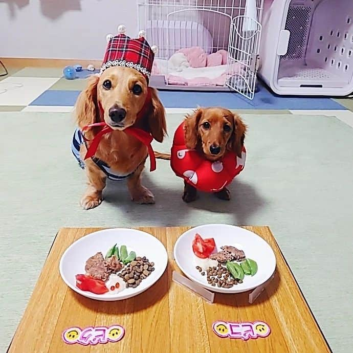 ピックさんのインスタグラム写真 - (ピックInstagram)「おはよう☁ 、 3歳の誕生日に [Deer]　様の新商品　🦌🥩 、 @deer_dogfood  🦌　鹿肉ハンバーグ　🦌を 頂きました🐶🐶 、 匂いがたまらないから少し温めてるときから凄い🤭🤭🤭ピクがね💦💦 、 ピクは、まず鹿肉ハンバーグから ピコは、ところかまわず食いつくタイプ🤭 、 特別なお祝いや、旅先など、真空になってるからどこでも食べれて、わんこも大喜びだね🐶🐶 、 4月30日に、makuakeにて先行販売を行うから、気になったお友達は、覗いてみてね🐶👍 、 @deer_dogfood 　 、 ごちそうさまでした～🐶🐶 、 #Deerハンバーグ #先行販売 #誕生日ごはん  #犬のごはん  #鹿肉 #新商品 #モニター #pr #ダック部 #イッヌ #いぬバカ部 #pecoいぬ部 #peppyフォト部 #dachshundlove #doggy #dogstagram_japan #イヌスタグラム #いぬすたぐらむ #たんそく部 #いぬのいる暮らし #犬の居る生活 #miniaturedachshund #犬 #dog #todayswanko #pecoいぬ部 #lovedogs #犬好きな人と繋がりたい」4月24日 6時30分 - pick09040904