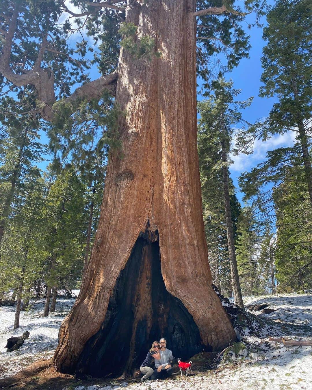 ハイメ・カミールさんのインスタグラム写真 - (ハイメ・カミールInstagram)「Always nice to see you big guy ❤️😍 #Sequoia @kingscanyonnationalpark @heidibal DDD-TAT」4月24日 6時58分 - jaimecamil