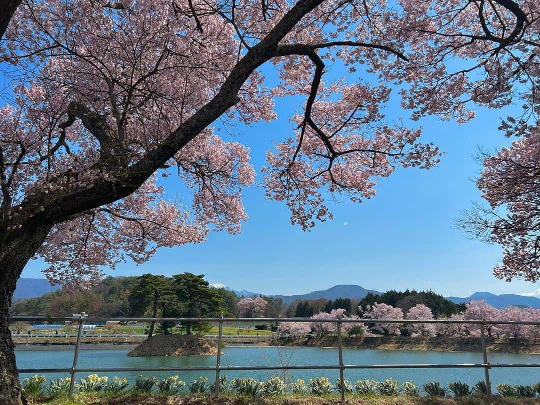 高田有紗のインスタグラム：「六堤ラスト⸜🌸⸝‍  水仙も植えられてました⸜🌷︎⸝‍  春を告げる花なのに、学名の由来はナルシスト、花言葉はうぬぼれ、、、  もっと素敵な花言葉ないのっていつも思います😹  水面の桜絨毯も美しかったです✿ﾟ❀.❀.ﾟ✿  #お花見 #桜 #長野 #高遠 #伊那市 #長野大好き #デートスポット  #穴場 #映え #インスタ映え #桜スポット #日本さくらの会 #さくらの名所100選  #タカトオコヒガンザクラ #天下第一の桜 #六堤  #浮島 #日本三大桜の名所 #桜絨毯 #japansakura #sakura #japan #japantravel #japanculture #japanphoto #artstagram  #beautifulview」