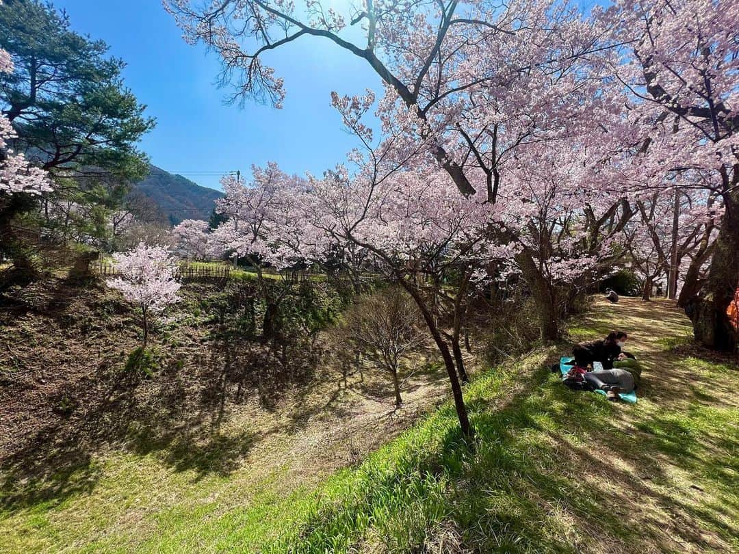 高田有紗さんのインスタグラム写真 - (高田有紗Instagram)「高遠城址公園の桜は、明治時代に旧高遠藩士が桜を移植して公園としての整備をしたことが始まり。  お城としての歴史は戦国時代まで遡るそうです。  天下第一桜と書かれた石碑があるのですが、、その名に相応しい、本当に見事な桜でした(৹ᵒ̴̶̷᷄ ᵒ̴̶̷᷅৹)  タカトオコヒガンサクラという固有種は、ソメイヨシノに比べて、少し小ぶりで赤みが強いそうです。  見応えあります🥰  お城なので、お堀があって、鳥のさえずりが響きます。  内堀の散歩をしたり、外堀のすぐ上の道は穴場で、シートを敷いてごろごろされてるのが気持ちよさそうでした🥰  #お花見 #桜 #長野 #高遠 #伊那市 #長野大好き #デートスポット  #穴場 #絶景 #インスタ映え #桜スポット #日本さくらの会 #さくらの名所100選  #タカトオコヒガンザクラ #天下第一の桜 #六堤  #浮島 #日本三大桜の名所 #桜絨毯 #japansakura #sakura #japan #japantravel #japanculture #japanphoto #artstagram  #beautifulview」4月24日 7時39分 - arisatakada.album