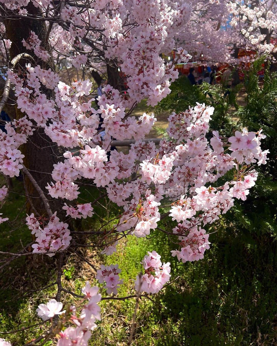 高田有紗のインスタグラム：「肝心の高遠城址公園の桜の写真を載せてないまま日がたってたので、いまさらですが、、ᐡඉ́ ̫ ඉ̀ᐡ  圧巻の桜はもちろんなのですが、、  鳥のさえずりがとても癒される空間でした🥰 3つ目の動画で聞こえますかね？·͜· ♡  #お花見 #桜 #長野 #高遠城址公園 #高遠の桜 #高遠 #伊那市 #長野大好き #デートスポット  #穴場 #映え #インスタ映え #桜スポット #日本さくらの会 #さくらの名所100選  #タカトオコヒガンザクラ #天下第一の桜  #日本三大桜の名所 #japansakura #sakura #japan #japantravel #japanculture #japanphoto #artstagram  #beautifulview」