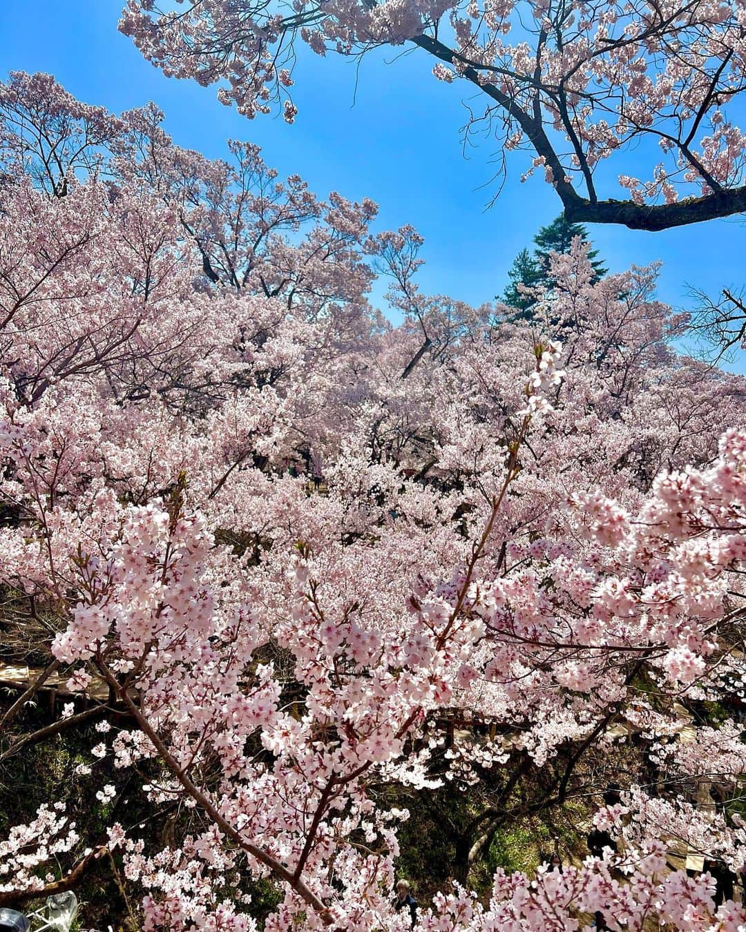 高田有紗のインスタグラム：「まさに桜の洪水っ(⌯˃̶᷄ ⁻̫ ˂̶᷄⌯)  2枚目みたいに、ピクニックしてる方も多くて、贅沢なお花見スポットでした⸜🌸⸝‍  #お花見 #桜 #思い出 #高遠城址公園 #高遠の桜 #長野 #高遠 #伊那市 #長野大好き #デート #映え #インスタ映え #桜スポット #日本さくらの会 #さくらの名所100選 #高遠城址公園 #タカトオコヒガンザクラ ←固有種なんだって #天下第一の桜 #日本三大桜の名所 #japansakura #sakura #japan #japantravel #japanculture #japanphoto」