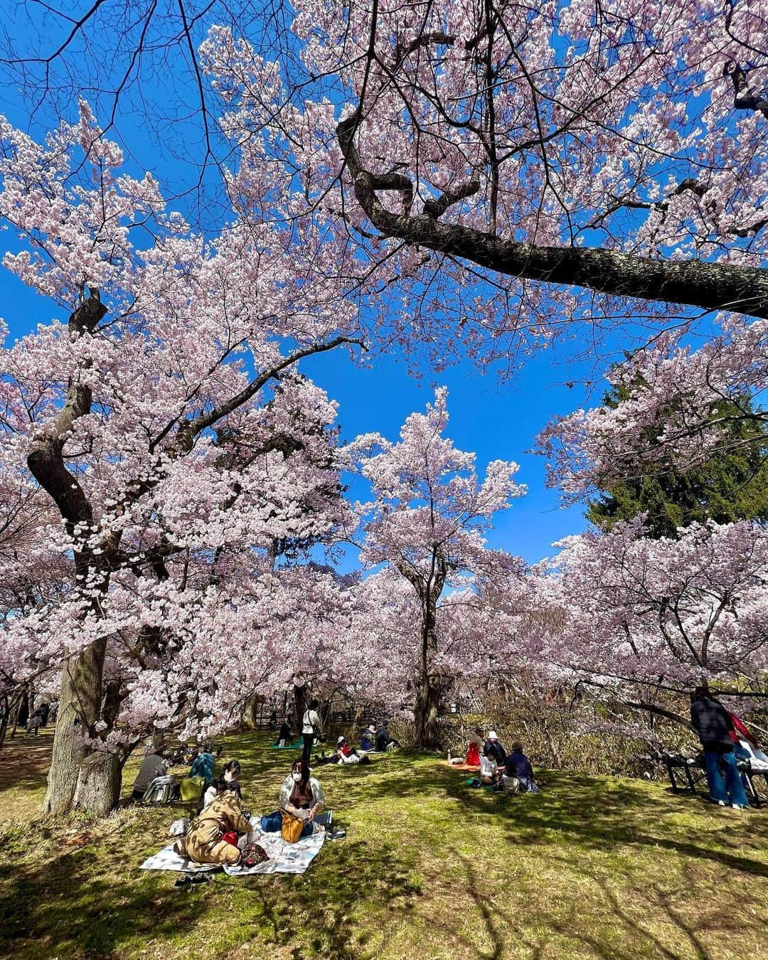 高田有紗さんのインスタグラム写真 - (高田有紗Instagram)「まさに桜の洪水っ(⌯˃̶᷄ ⁻̫ ˂̶᷄⌯)  2枚目みたいに、ピクニックしてる方も多くて、贅沢なお花見スポットでした⸜🌸⸝‍  #お花見 #桜 #思い出 #高遠城址公園 #高遠の桜 #長野 #高遠 #伊那市 #長野大好き #デート #映え #インスタ映え #桜スポット #日本さくらの会 #さくらの名所100選 #高遠城址公園 #タカトオコヒガンザクラ ←固有種なんだって #天下第一の桜 #日本三大桜の名所 #japansakura #sakura #japan #japantravel #japanculture #japanphoto」4月24日 7時42分 - arisatakada.album