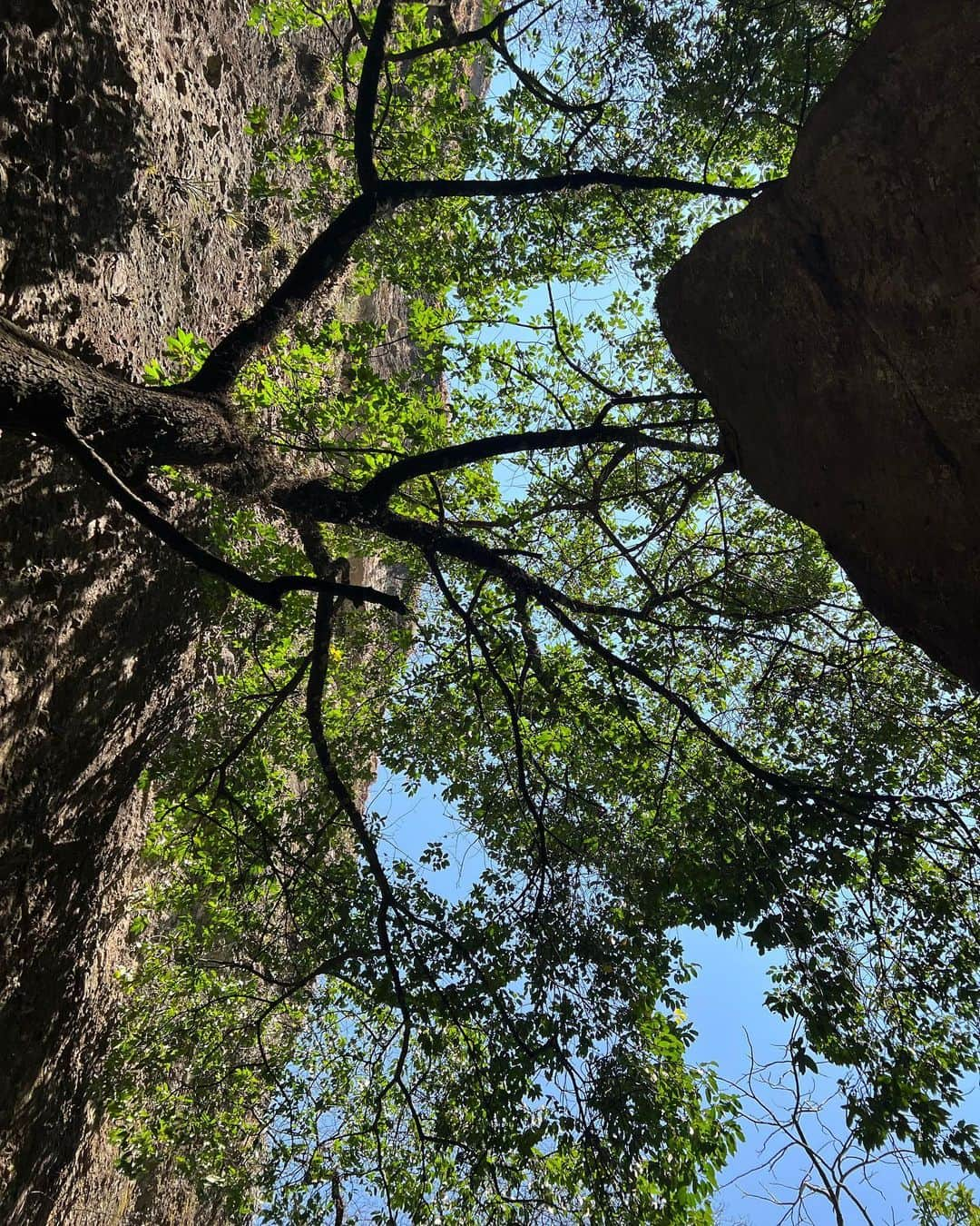 入山杏奈さんのインスタグラム写真 - (入山杏奈Instagram)「Un viajecito a Tepoztlán ⛰️♡」4月24日 7時52分 - iamannairiyama