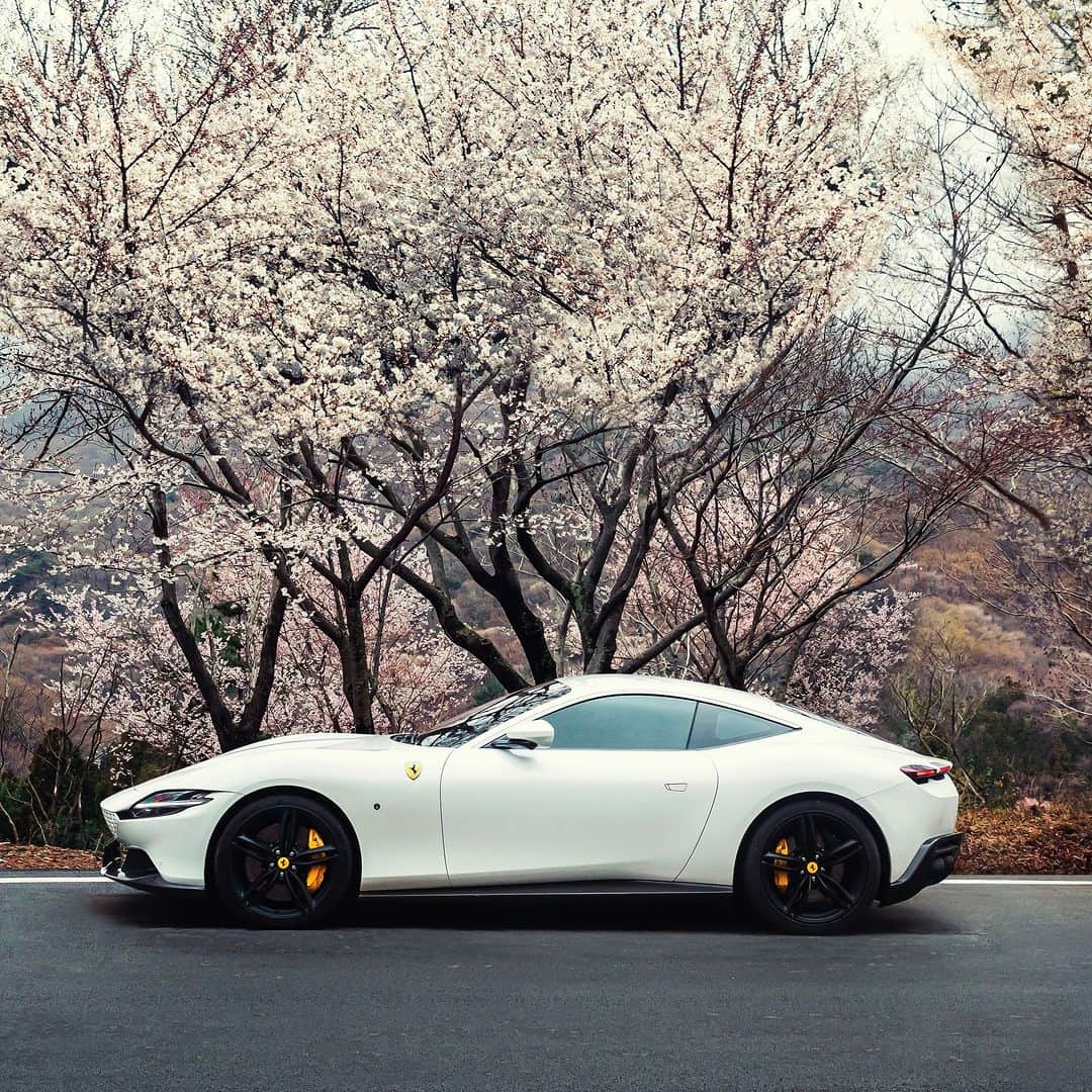 Ferrari Japanさんのインスタグラム写真 - (Ferrari JapanInstagram)「春にふさわしい調和のとれたカラーパレットで #韓国 の街並みを彩る。  #Ferrari #フェラーリ #フェラーリローマ #LuxuryLifestyle #LuxuryCars #CarLifestyle #Ferraristi #ラグジュアリーカー #carstagram #桜」4月24日 8時00分 - ferrarijpn