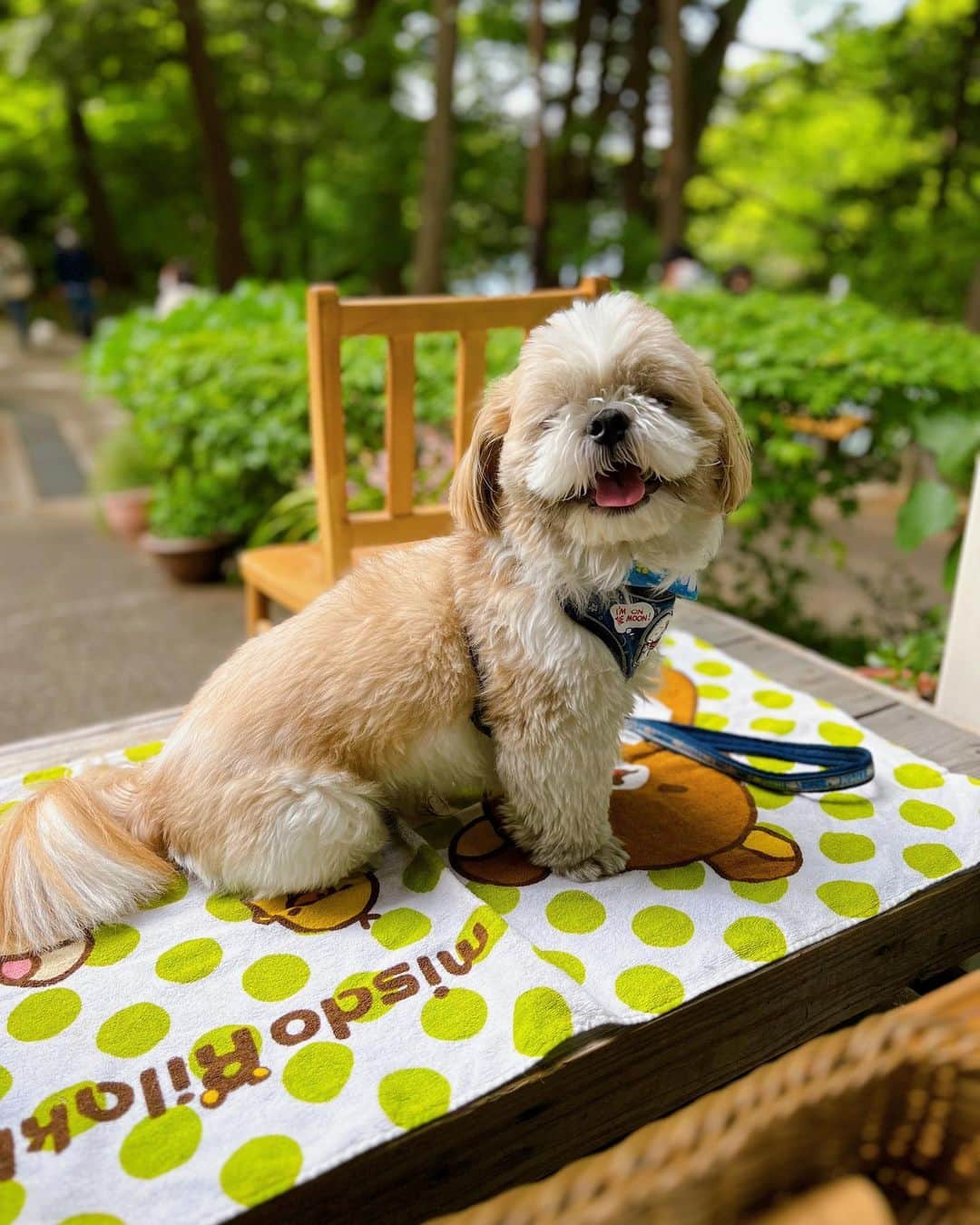 倉田雅世のインスタグラム：「おはようございます。 4月最後の月曜日。 少しひんやり。あったかくしてお過ごしくださいね。 わんこは、もさもさにっこり。 #いぬすたぐらむ #いぬのいる暮らし」