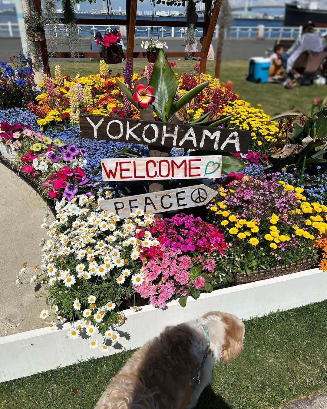 田中浩実さんのインスタグラム写真 - (田中浩実Instagram)「/すぴ散歩  山下公園へすぴ散歩。 右側にはベイブリッジと氷川丸。 左側には飛鳥Ⅱが停泊しています。  横浜の街を舞台に美しい花と緑をネックレスのようにつなぐ 「ガーデンネックレス横浜 2023」を開催中！ バラも咲き始めました♡ 訪れるたびにお花の顔が違うので毎週訪れてます♡  @gardennecklace_official  【期間】3/25～6/11 【場所】山下公園、港の見える丘公園、日本大通り、横浜公園、新港中央広場など #ガーデンネックレス横浜  #myガーデンネックレス横浜 #すぴ散歩  #横浜すぴ散歩  #わんこのいる生活  #犬好きな人と繋がりたい  #いぬすたぐらむ  #いぬのきもち  #わんことお出かけ  #シーズー  #シーズー大好き部  #横浜  #山下公園 #横浜観光 #shitzu  #yokohama」4月24日 8時49分 - hiromi.tanaka.japan