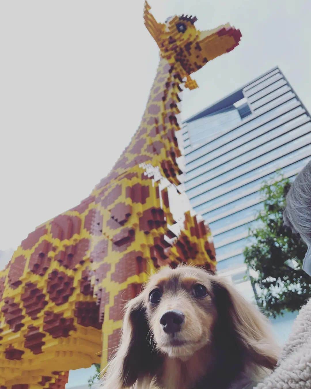 くるみんのインスタグラム：「* あずきちゃん、その後下痢が止まり、金曜日に形の💩になりました。 ひとまず安心しました。  ひまりは相変わらずのお転婆さんですが、あずきがひまりにマウンティングをして上下関係を示したのかもしれません。 少しずつ、良い関係になってくれたらいいなと思う。  ※pickは桜が満開の頃、お台場で撮ったものです☺️ * #カニンヘンダックスの日常 #カニンヘンダックスフンド #カニンヘンダックスフント #カニンヘンダックスフンドチョコタン #カニンヘン #カニンヘンダックス #カニンヘン多頭飼い #カニンヘンの会 #チョコタンダックスフント #チョコタンダックスフンド #チョコタンダックス #チョコタン #ダックス多頭飼い #ダックスフントカニンヘン #ダックスフント #ダックスフンド #ダックス #ダックスの日常 #ダックスフンドカニンヘン #ダックス部 #ダックス短足部 #だっくすの日常 #いぬばか部 #いぬすたぐらむ #短足部 #お台場 #dachshund #dachs #dogstagram #dog」