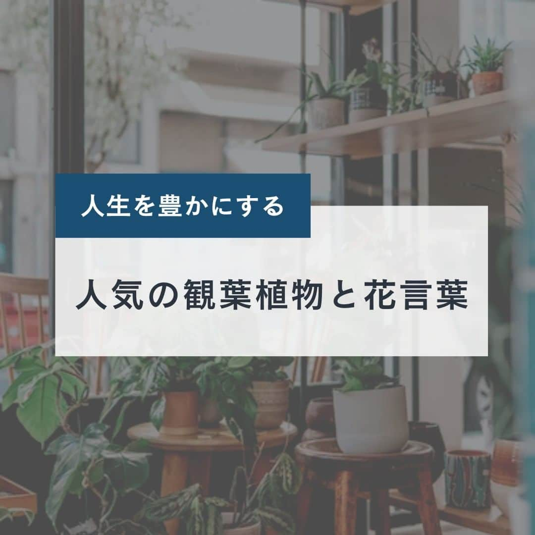 1分間でできる簡単宅トレのインスタグラム：「人生を豊かにする観葉植物と花言葉🌱  みなさんのお家に観葉植物はありますか？ 家に緑があることですごく気持ちが優しくなったり癒し効果があります。  まだ観葉植物をく変え入れたことがないあなたへ 育てやすくて人気の観葉植物と花言葉をお届け🌸  是非参考にしてみてください！  #スポーツ女子 #スポーツ #女子 #女子アスリート #スポーツ #スポーツ女子 #アスリート #女子アスリート #観葉植物 #人気 #おすすめ #人生 #癒し #緑 #観葉植物のある暮らし #豊かな暮らし #パキラ #フィカスウンベラータ #モンステラ #ガジュマル #水やり #日光 #育て方 #植物 #花言葉 #プレゼント #ビーアンド #B&」